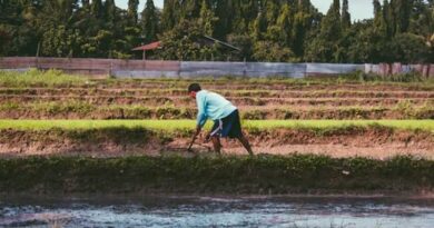 मनरेगा: पांच साल के आंकड़े बताते हैं ग्रामीण रोजगार की कहानी