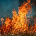 गेहूं फसल कटाई उपरांत नरवाई नहीं जलाने की अपील