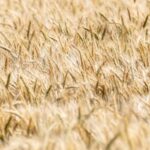 इंदौर जिले में 35 हजार से अधिक किसानों ने कराया पंजीयन