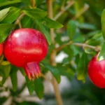 उद्यानिकी विभाग की योजनाओं में अनुदान का लाभ उठाएं किसान