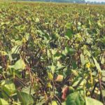 नरवाई प्रबंधन एवं ग्रीष्मकालीन अन्य फसलों के लिए जागरूकता कार्यक्रम