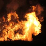 मध्य प्रदेश में पराली जलाने की घटनाएं सबसे ज्यादा, पंजाब-हरियाणा को भी छोड़ा पीछे