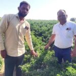 मिर्च की खेती से अंकित को हुआ लाखों का फायदा