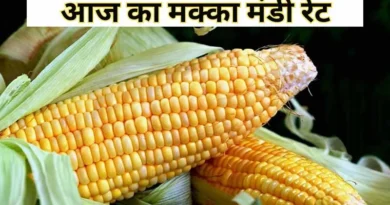 मक्का मंडी रेट आज का (31 मई 2025)