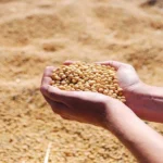 मध्य भारत के सभी राज्यों के लिए उच्च उपज वाली सोयाबीन किस्में: एक संयुक्त सूची