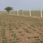 आवारा पशु नहीं कर सकेंगे फसल नष्ट, राजस्थान सरकार ने शुरू की तारबंदी योजना