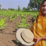 किसानों के लिए तकनीकी सलाह: बैंगन और टमाटर में शूट व फ्रूट बोरर नियंत्रण के उपाय