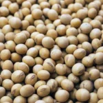 खरीफ 2025 के लिए गुजरात में अनुशंसित उच्च उपज देने वाली सोयाबीन किस्में