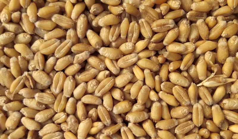 ग्वालियर जिले में 8 लाख 57 हजार 324 क्विंटल गेहूं का हुआ उपार्जन