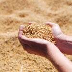 खरीफ 2025 के लिए राजस्थान में अनुशंसित उच्च उपज देने वाली सोयाबीन किस्में