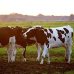 आधुनिक खेती में गाय के गोबर - गौमूत्र की उपयोगिता