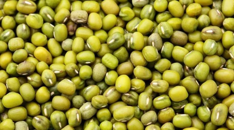 ग्रीष्मकालीन फसल मूंग एवं उड़द के पंजीयन की अंतिम तिथि 5 जुलाई