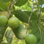 बरसात में भी लें बेहतरीन अमरूद की फसल, IARI के विशेषज्ञों ने बताए तीन कारगर उपाय