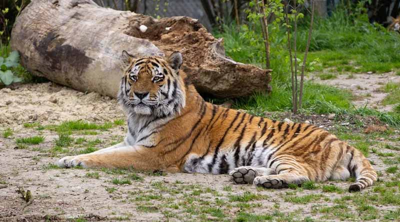 पर्यटकों की पहली पसंद बन रहा है बाँधवगढ़ टाइगर रिजर्व