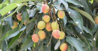 पंजाब की गुलाब जैसी खुशबू वाली लीची बनी विदेशों की पसंद, दोहा और दुबई को भेजी गई पहली खेप