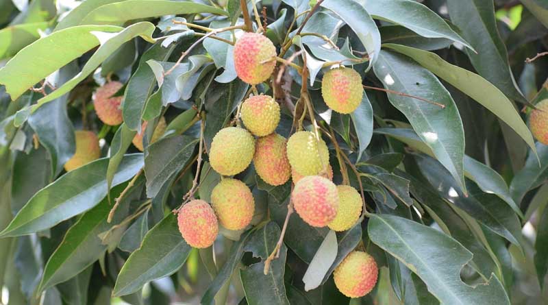 पंजाब की गुलाब जैसी खुशबू वाली लीची बनी विदेशों की पसंद, दोहा और दुबई को भेजी गई पहली खेप