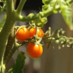 उद्यानिकी तथा खाद्य प्रसंस्करण विभाग की योजनाओं का लाभ लेने की अपील