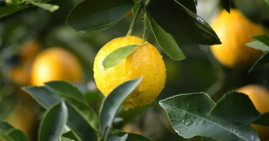 नींबू की टहनियों और फलों पर दिख रहे भूरे जालीदार धब्बे? जाने इसका इलाज