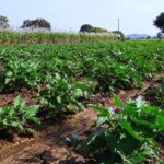 उद्यानिकी तथा खाद्य प्रसंस्करण विभाग की योजनाओं का लाभ लेने की अपील