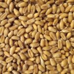 थोक, खुदरा विक्रेताओं पर गेहूं की स्टॉक सीमा लगी