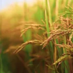 भारत में बासमती धान की नर्सरी तैयारी और बीज शोधन पर IARI की सिफारिशें