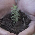 मिट्टी की सेहत बचाएं, खेत की उपज बढ़ाएं