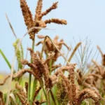 यह तकनीक रागी के फसल चक्र को बेहद छोटा कर देगी