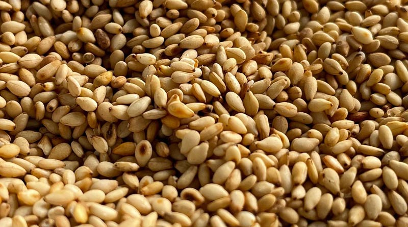 तिल की खेती कैसे करे, जानिए हर जरूरी बात एक लेख में