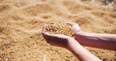 Soybean Seed Treatment: बीजोपचार न किया तो फसल बर्बाद, जानें कौन-कौन से रसायन लगेंगे