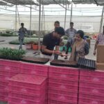 कलेक्टर ने पॉली हाउस का किया निरीक्षण