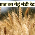 गेहूँ मंडी रेट आज का (17 जुलाई 2025)