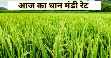 धान मंडी रेट आज का (26 जुलाई 2025)