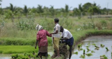 छत्तीसगढ़: किसान धान की जगह करें मक्का, कोदो, तिलहन की खेती! सरकार देगी हर एकड़ पर हजारों रुपए