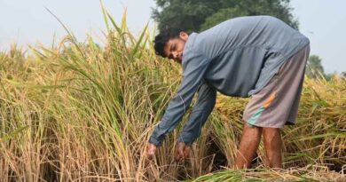 राजस्थान के किसानों को राहत: अतिवृष्टि से फसल नुकसान का होगा सर्वे, जल्द मिलेगी मुआवजा सहायता