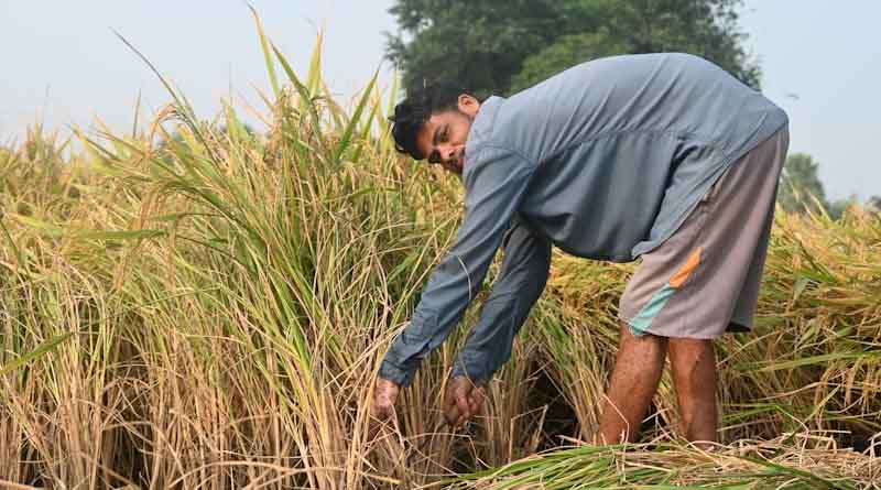 राजस्थान के किसानों को राहत: अतिवृष्टि से फसल नुकसान का होगा सर्वे, जल्द मिलेगी मुआवजा सहायता