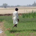 राजस्थान में लाखों किसान अभी भी फसल बीमा से वंचित, जिला परिषद ने चलाया जागरूकता अभियान