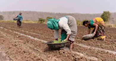 धान की बुआई में 19.47 लाख हेक्टेयर की भारी बढ़त