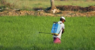 बासमती धान के लिए प्रतिबंधित कीटनाशकों की सूची में हेक्साकोनाज़ोल भी शामिल; प्रतिबंध 1 अगस्त 2025 से लागू