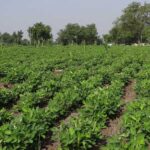 राजस्थान: मूंगफली की फसल पर रोगों का प्रकोप, कृषि विशेषज्ञों ने बताए बचाव के 4 असरदार उपाय