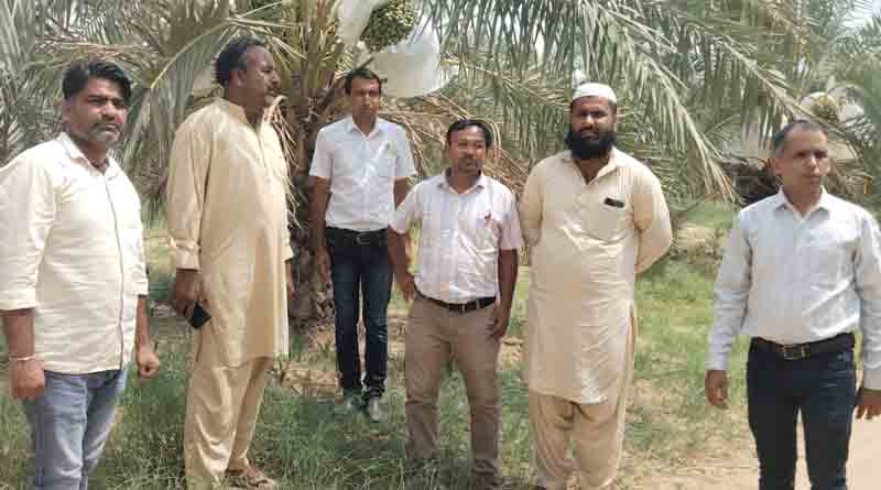 खजूर की खेती से पोकरण के किसानों की बदली किस्मत, सालाना कमा रहे 27 लाख रुपए