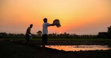 छत्तीसगढ़: अब तक 84% क्षेत्र में हुई खरीफ फसलों की बोनी, किसानों को मिला 10.91 लाख मीट्रिक टन खाद