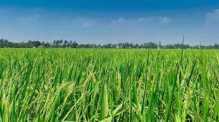 धान की खेती में ज्यादा उपज चाहते हैं? बिहार सरकार की ये 3 सलाह जरूर अपनाएं