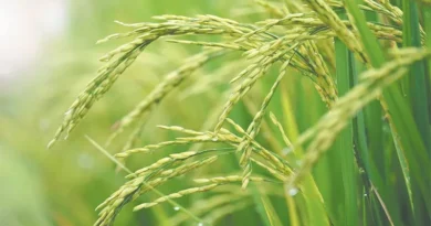 धान में बकानी और झुलसा दिखे? घबराएं नहीं, ये है उपाय