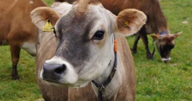 छत्तीसगढ़ में गौ-तस्करी पर सख्त कार्रवाई: एक ट्रक राजसात, 13 मवेशी किए गए मुक्त