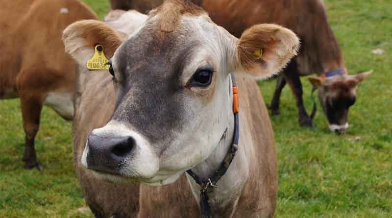 छत्तीसगढ़ में गौ-तस्करी पर सख्त कार्रवाई: एक ट्रक राजसात, 13 मवेशी किए गए मुक्त