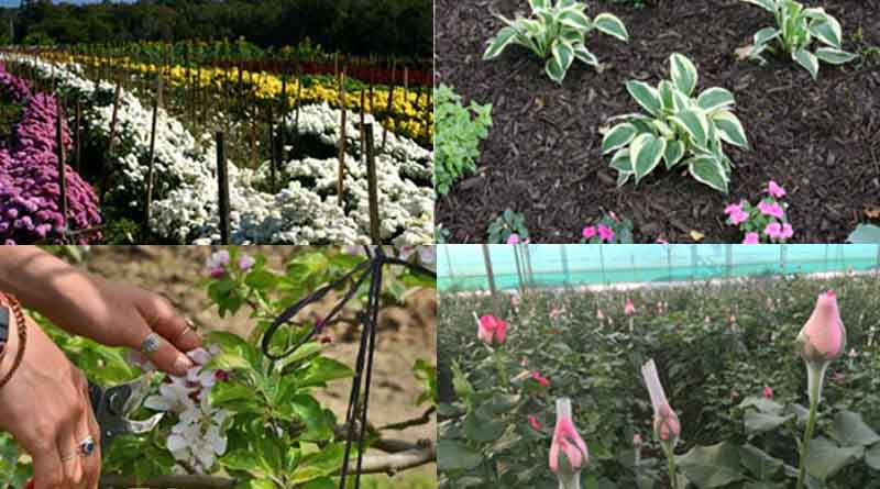 पुष्प वर्गीय पौधों की विशेष कर्षण क्रियाएं