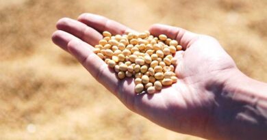 गुजरात के लिए नवीनतम उच्च उत्पादक सोयाबीन किस्में (2025)