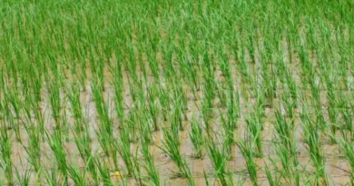 DRR Dhan 100: 19 प्रतिशत ज्‍यादा पैदावार देगी धान की ये किस्‍म, घटेगा खर्च और पानी की खपत
