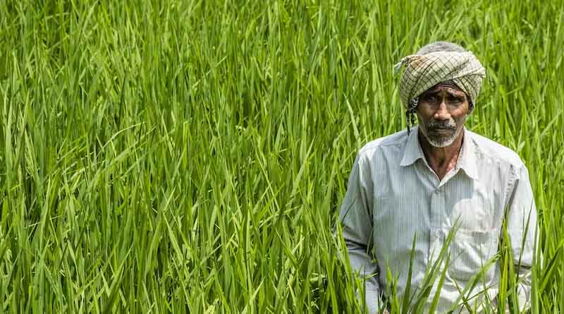 PM Fasal Bima Yojana: एमपी के किसान 31 जुलाई तक जरूर कराएं बीमा, नहीं तो रह जाएंगे बाहर