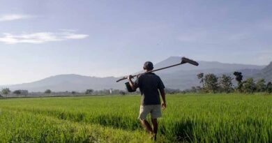 बुरहानपुर जिले में 1476 मीट्रिक टन यूरिया की रैक लगाई गई